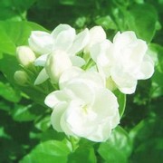 茉莉花