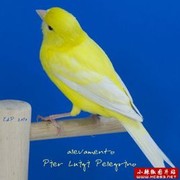 金丝雀