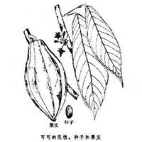 可可