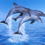 海豚